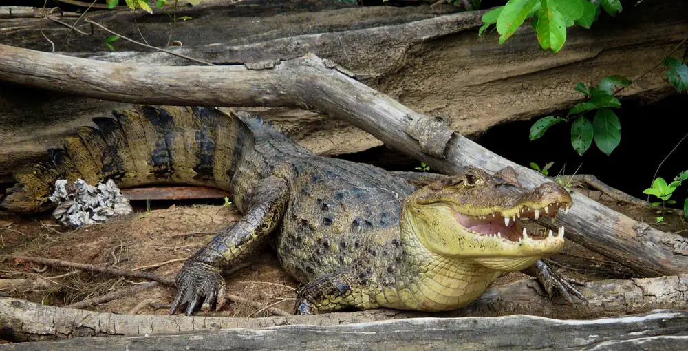 This is a close look at the spectacled caiman on a rock.