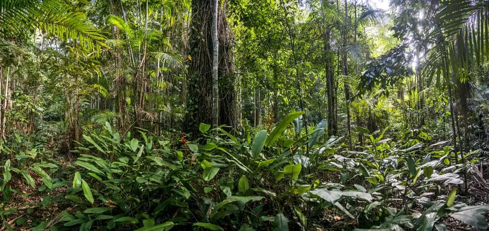 This is a forest landscape with palm trees, tree vines, and wild plants.