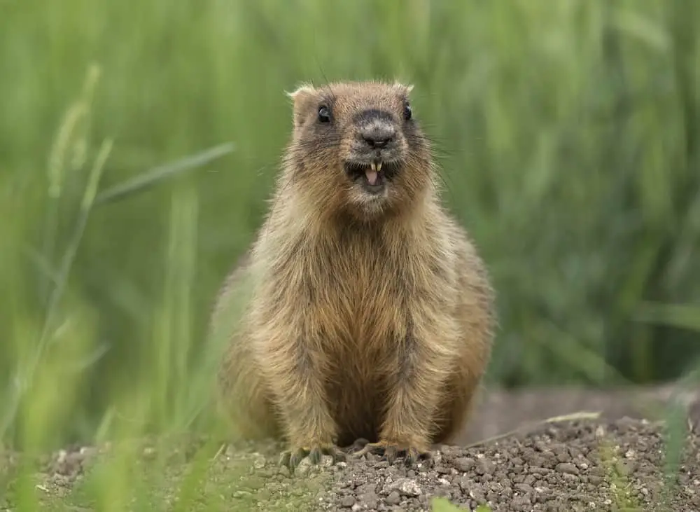 A single groundhog near its lair.