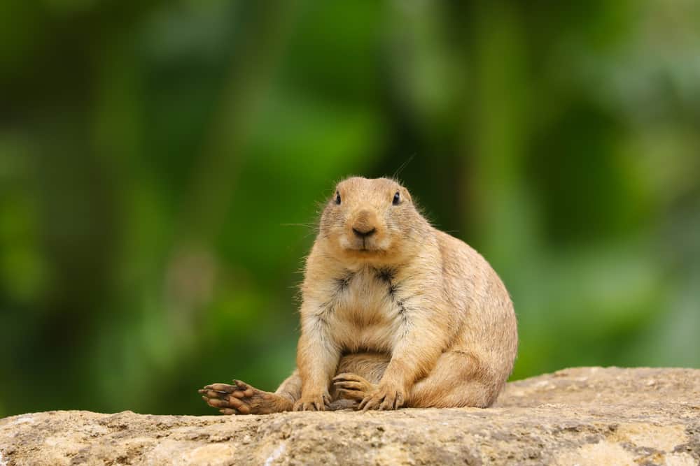 A prairie dog sitting on a rock.
