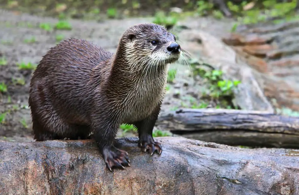 A wet brown otter standing on a rock by the water.
