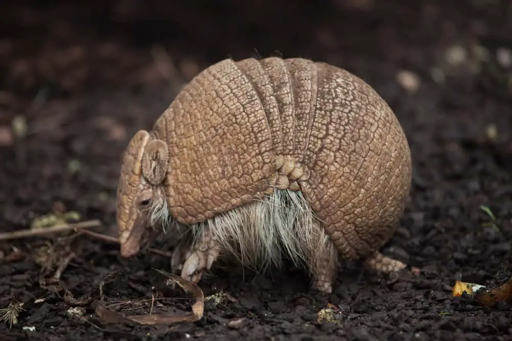 A close look at a Southern Threebanded Armadillo walking.