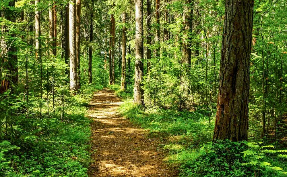 A forest trail framed with towering trees and lush greenery.